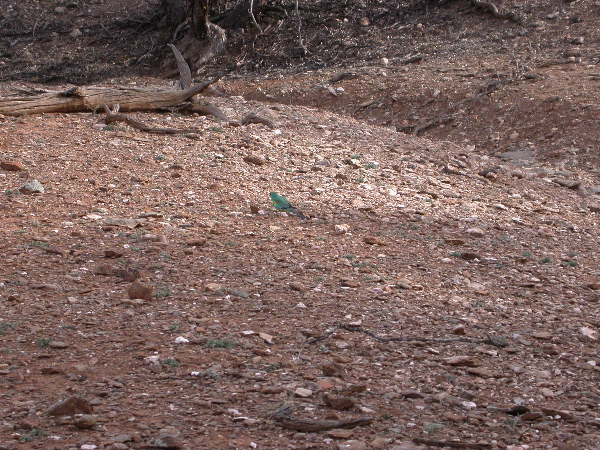 DSCN1427.JPG