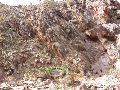 DSCN1230.JPG
